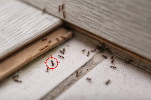 Best Commercial Pest Control Services  in Snow Hill, MD